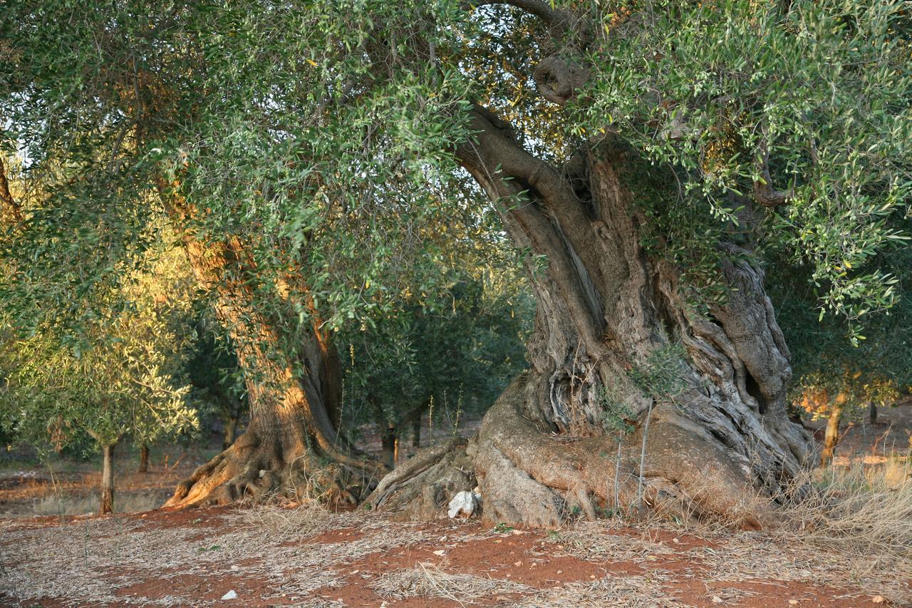 Masseria Montecchie Kellie Messapica Kültér fotó