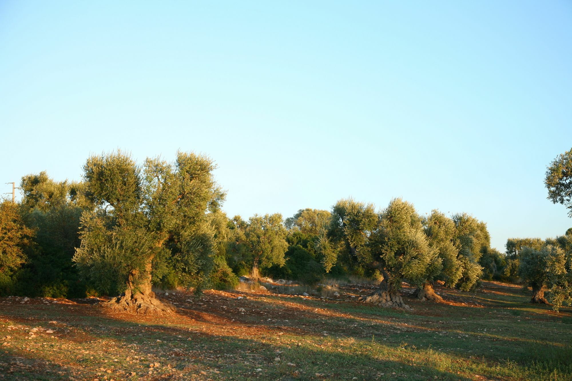 Masseria Montecchie Kellie Messapica Kültér fotó
